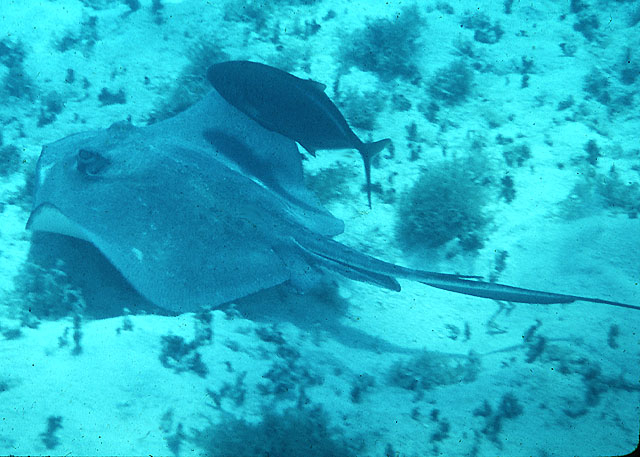  Dasyatis americana (Southern Stingray)